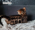 Kocięta bengalskie z rodowodem - 9