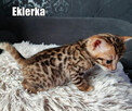 Kocięta bengalskie z rodowodem - 6