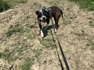 Młoda suczka Pitbull do adopcji - 1