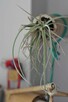 Sprzedam Photo - 5