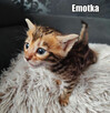 Kocięta bengalskie z rodowodem - 11