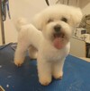 SLOW GROOMER Strzyżenie i trymowanie piesków - 3