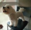 SLOW GROOMER Strzyżenie i trymowanie piesków - 1