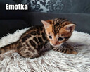Kocięta bengalskie z rodowodem - 10