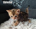 Kocięta bengalskie z rodowodem - 3