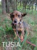 TUSIA malutka starsza suczka szuka domu - 1