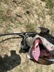Młoda suczka Pitbull do adopcji - 5