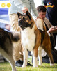 Zapowiedź miotu AKITA AMERYKAŃSKA - jesień 2025 - hodowla Pl - 5