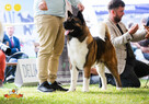Zapowiedź miotu AKITA AMERYKAŃSKA - jesień 2025 - hodowla Pl - 6