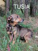 TUSIA malutka starsza suczka szuka domu - 2