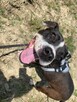 Młoda suczka Pitbull do adopcji - 4
