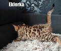 Kocięta bengalskie z rodowodem - 8