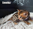 Kocięta bengalskie z rodowodem - 14