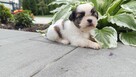 Shit tzu - 6