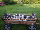 Amstaffy - 3