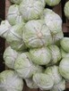 Organiczna świeża kapusta warzywna - 2