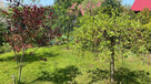 Sprzedam działkę ROD na ROD Falubaz, Zielona Góra - 280m² - 6