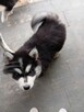 Husky dziewczynki szukają domu - 2