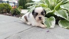 Shit tzu - 4