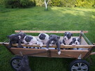 Amstaffy - 2