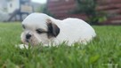 Shit tzu - 2