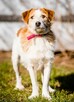 CYKUŚ - piękny terrier szuka mądrego domu - 3