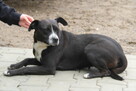 Modelina - 3