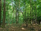 Działka leśna Sitnica gm. Biecz - 2