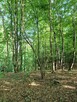 Działka leśna Sitnica gm. Biecz - 4