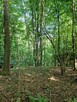 Działka leśna Sitnica gm. Biecz - 6