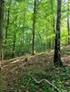 Działka leśna Sitnica gm. Biecz - 10