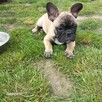 Buldog francuski - 2