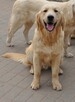 Golden retriever 9 miesięczne - 10