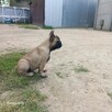 Buldog francuski - 1