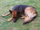 4-letni owczarek niemiecki Hugo oddam za darmo - 3