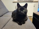 Piękna czarna Freya pilnie szuka swojego człowieka! - 4