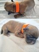 Sunia Shih Tzu z rodowodem - 2