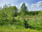 Działka budowlana Adamów-Parcel gm. Radziejowice, - 4