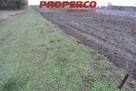 Działka Jędrzejów Borki - 3