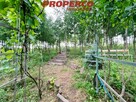 Działka Chęciny Radkowice - 12