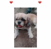 Pieski shih tzu - 4