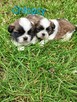 Pieski shih tzu - 2