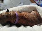 Sunia Shih Tzu z rodowodem - 3