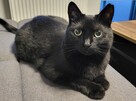 Piękna czarna Freya pilnie szuka swojego człowieka! - 2