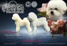 Bichon frise do rezerwacji. - 3