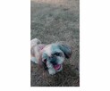 Pieski shih tzu - 5