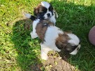 Pieski shih tzu - 3