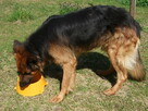 4-letni owczarek niemiecki Hugo oddam za darmo - 4