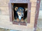 Gucio do adopcji - 2