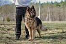Serafin-pies w typie owczarka niemieckiego do adopcji - 7